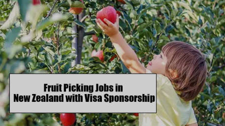 Fruit Picking Jobs in New Zealand with Visa Sponsorship