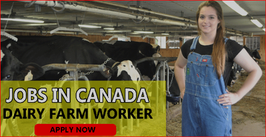 Dairy farm worker jobs in Canada