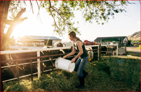 Farm Job in Farmhands New Zealand