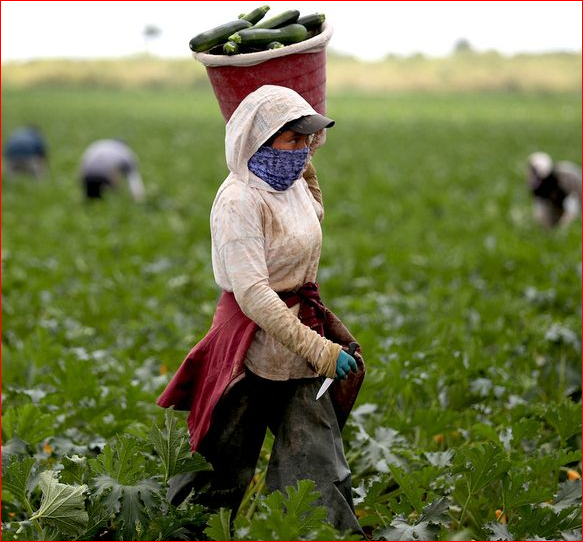 Farm Worker Job Qatar