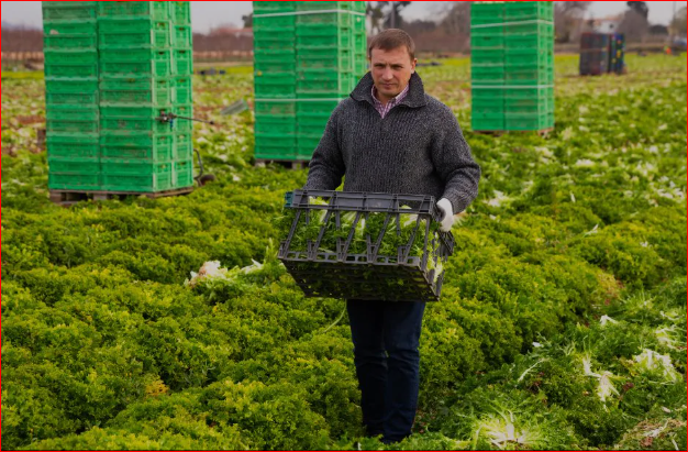 Vegetables Farm Worker Jobs in Canada